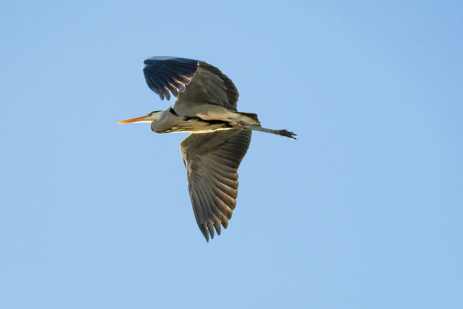 heron, grey heron, fish eater, bird, plumage, water, water bird HD wallpaper