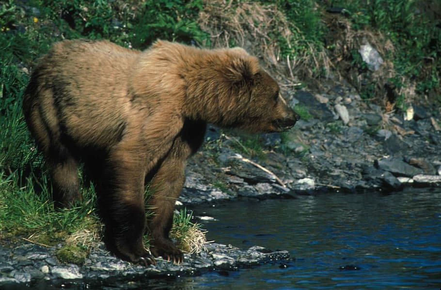 grizzly bear profile