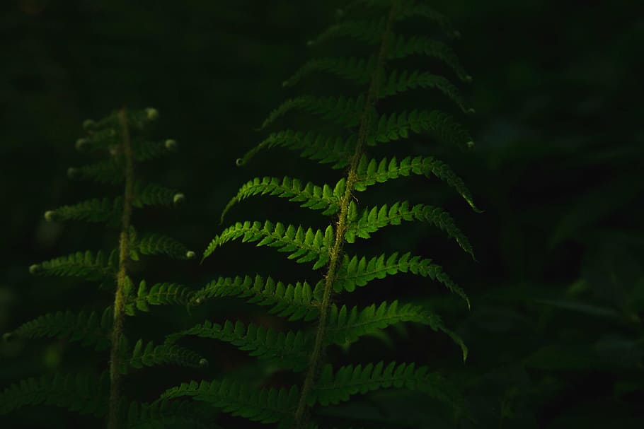 green fern plant, close, photo, leaf, plants, grass, dark, blur HD wallpaper