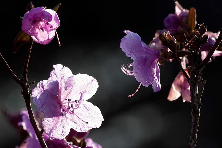 Bush, Spring, Flowers, Blossom, Bloom, flora, pink, tender HD wallpaper