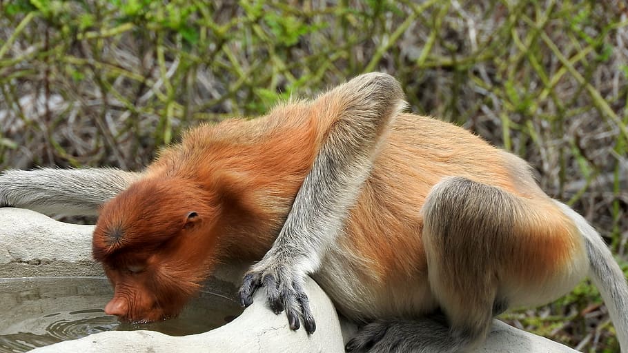 borneo, sepilok, proboscis monkey, mammal, animal, animal themes HD wallpaper