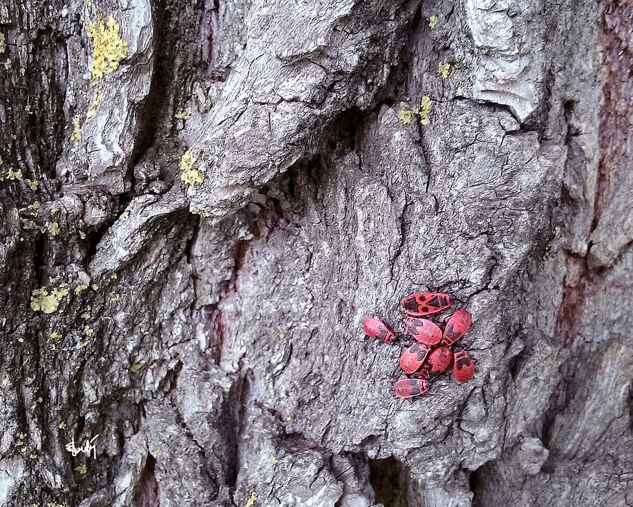 Fire, Bug, Bugs, Bark, Tree, Red, fire bug, red bugs, background HD wallpaper
