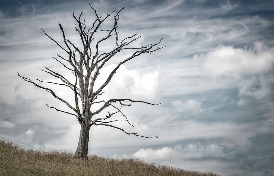 gray tree, Dead, Dry, Old, Trunk, Nature, silhouette, day, bare tree HD wallpaper