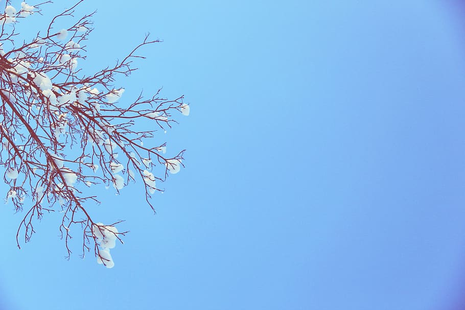 blue, sky, winter, snow, branches, trees, sunshine, plant, low angle view HD wallpaper