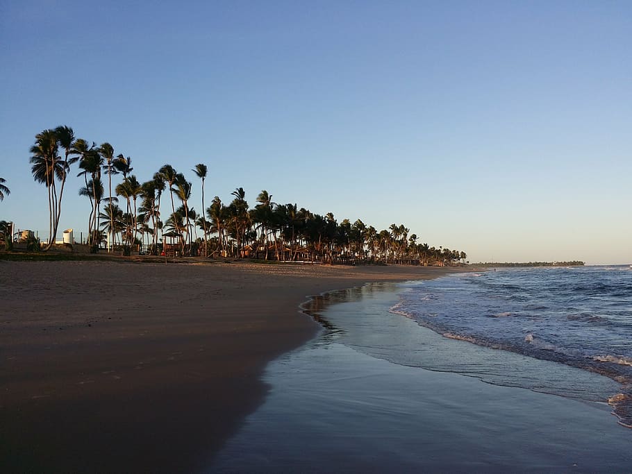 environment, brazil, beach, water, palm tree, tropical climate HD wallpaper