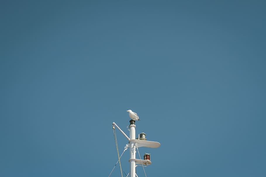 animal, bird, blue sky, gull, perched, pole, pulleys, seagull