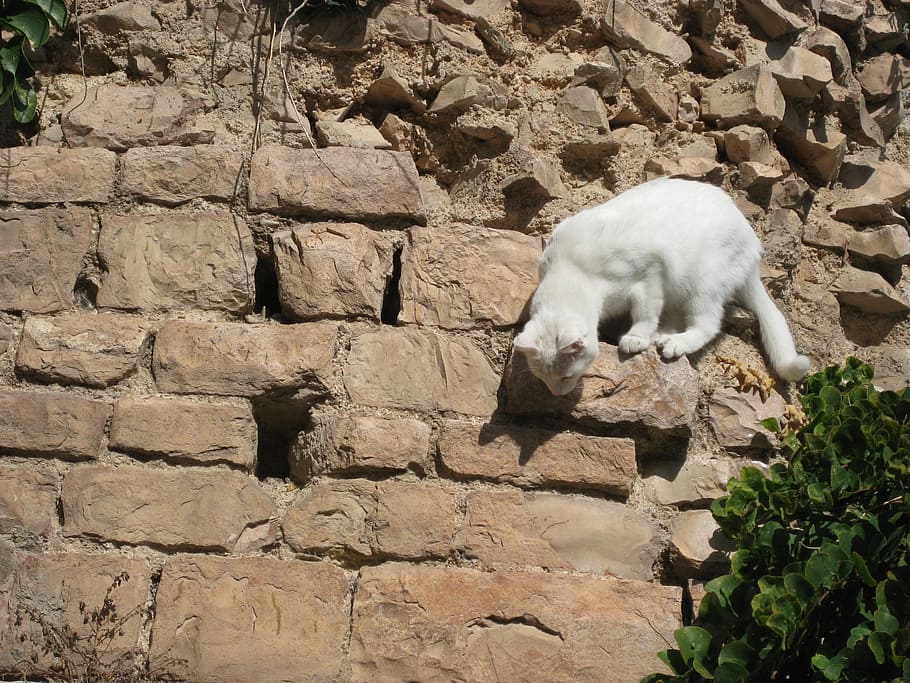 cat, kitty, cute, cute kitty, cute cat, white cat, white kitty HD wallpaper