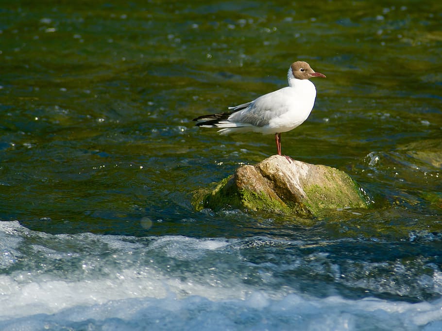 water, stone, bird, gull, head, brown, animals in the wild HD wallpaper