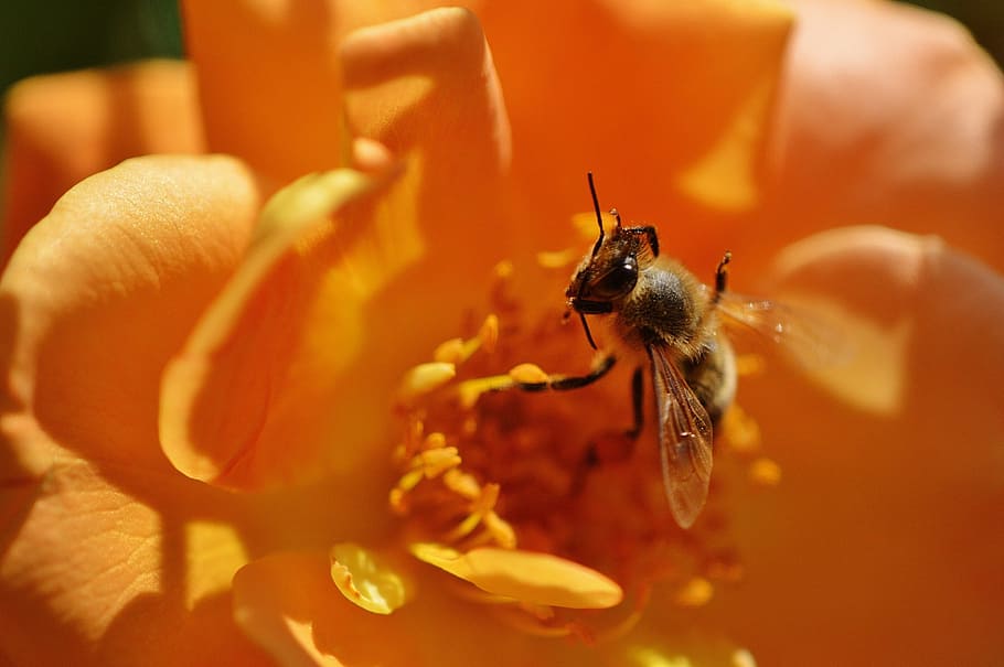 bee, flower, rose, orange, yellow, close, pollen, macro, blossom HD wallpaper