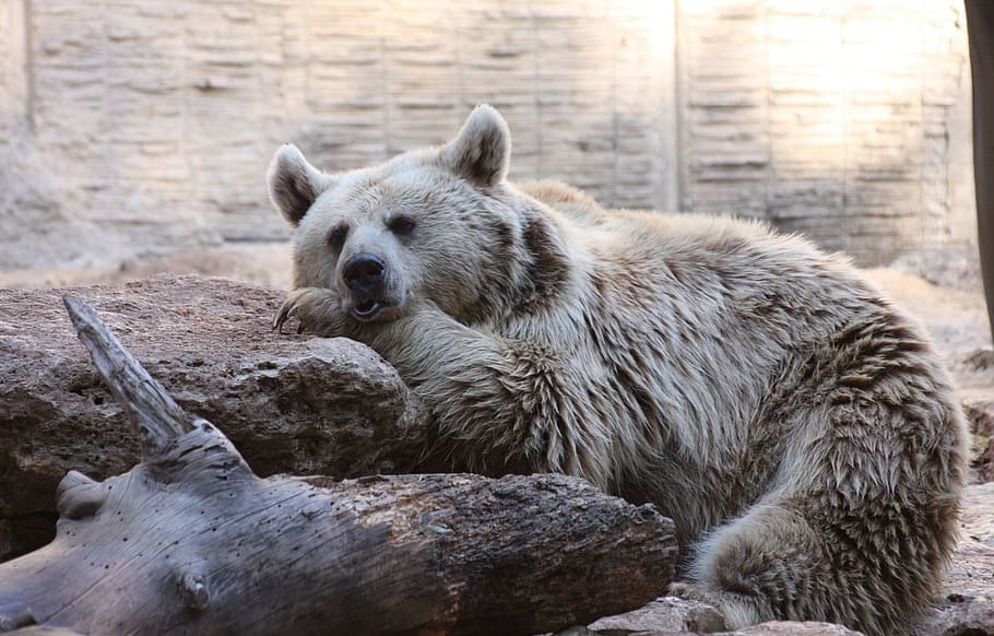 Bear, Lazy, Sleep, Syrian, Mammal, Wild, fur, zoo, endangered HD wallpaper