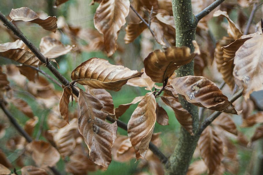 Leaf, Leaves, Green, Green, Tree, Nature, Plant, foliage, natural HD wallpaper
