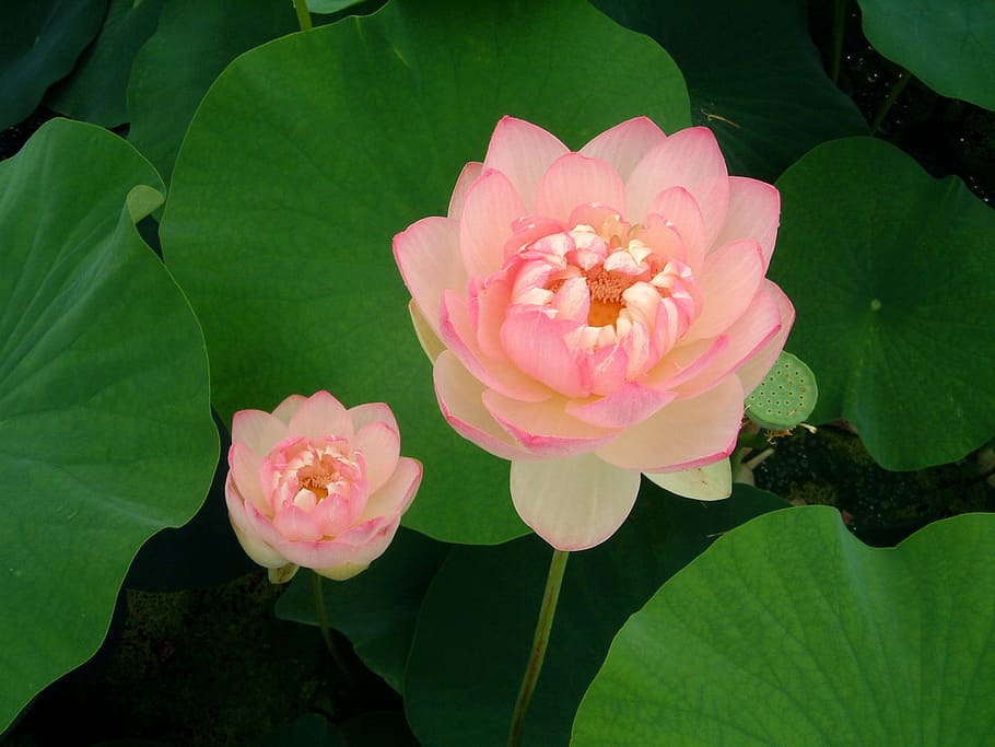 closeup photography pink lotus flower, flowers, flowering plant HD wallpaper