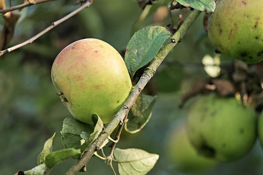 apple, apple tree, branch, fruit, nature, autumn, harvest, kernobstgewaechs HD wallpaper