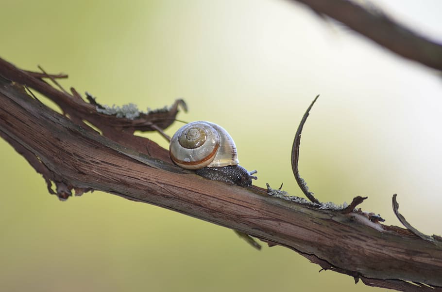 snail, branch, shell, macro, animal, animal wildlife, animal themes HD wallpaper