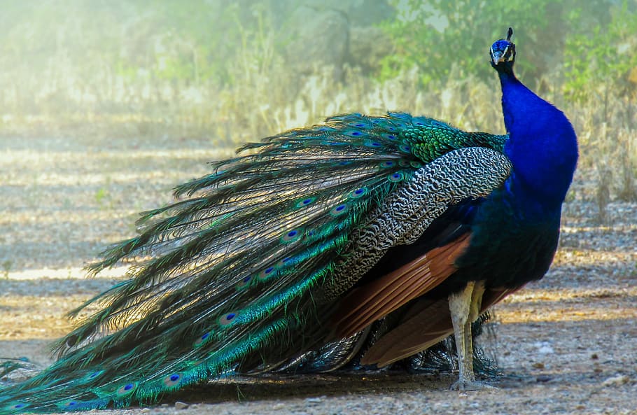 peafowl, peacock, turkey, ave, feathers, colorful, beautiful, HD wallpaper