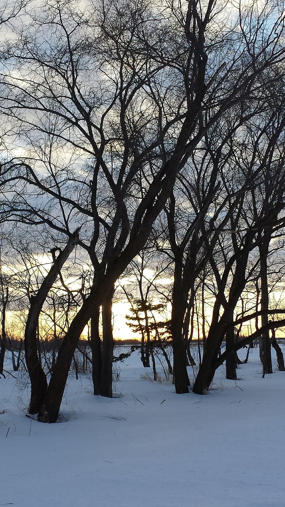 trees, sunset, light, winter, snow, bare tree, cold temperature HD wallpaper