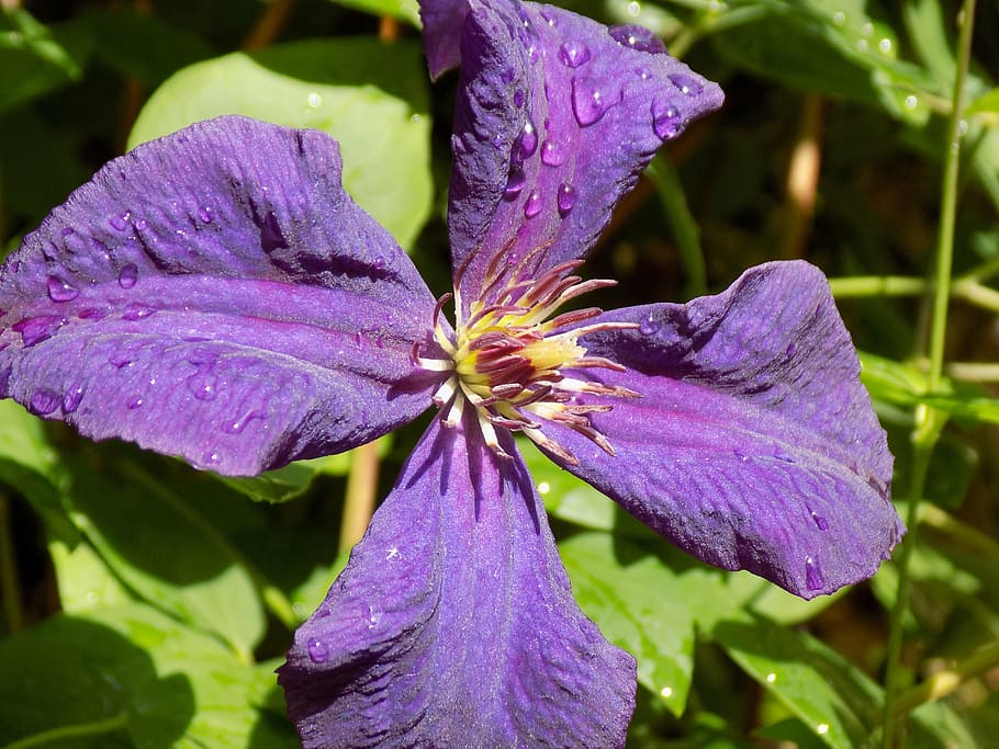 clematis, ranunculaceae, violet, flowering plant, purple, freshness HD wallpaper