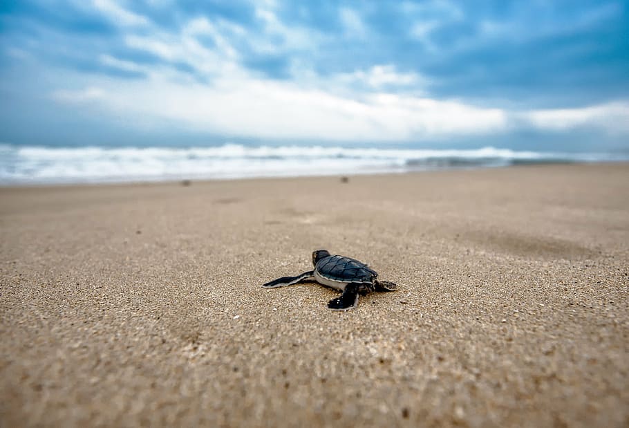 baby sea turtle on sea shore, mydas children, journey, coast, HD wallpaper