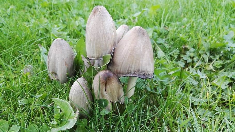 mushrooms, meadow, autumn, plant, growth, nature, grass, land HD wallpaper