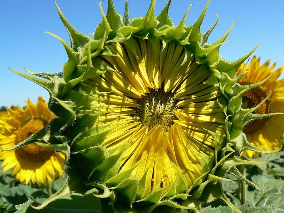 sunflower, summer, pollen, nature, yellow, plant, agriculture HD wallpaper