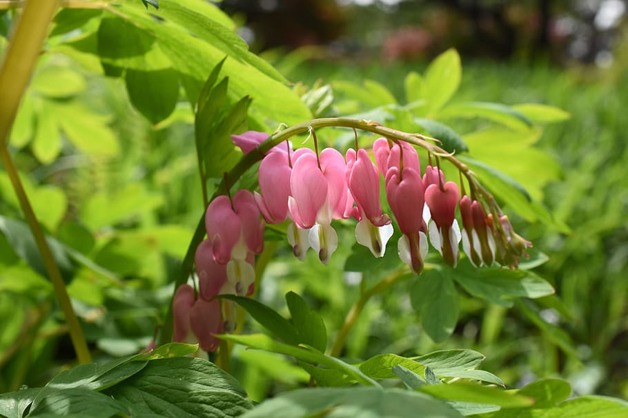 wildflower, pink, seoul, spring, nature, plant, flowering plant HD wallpaper