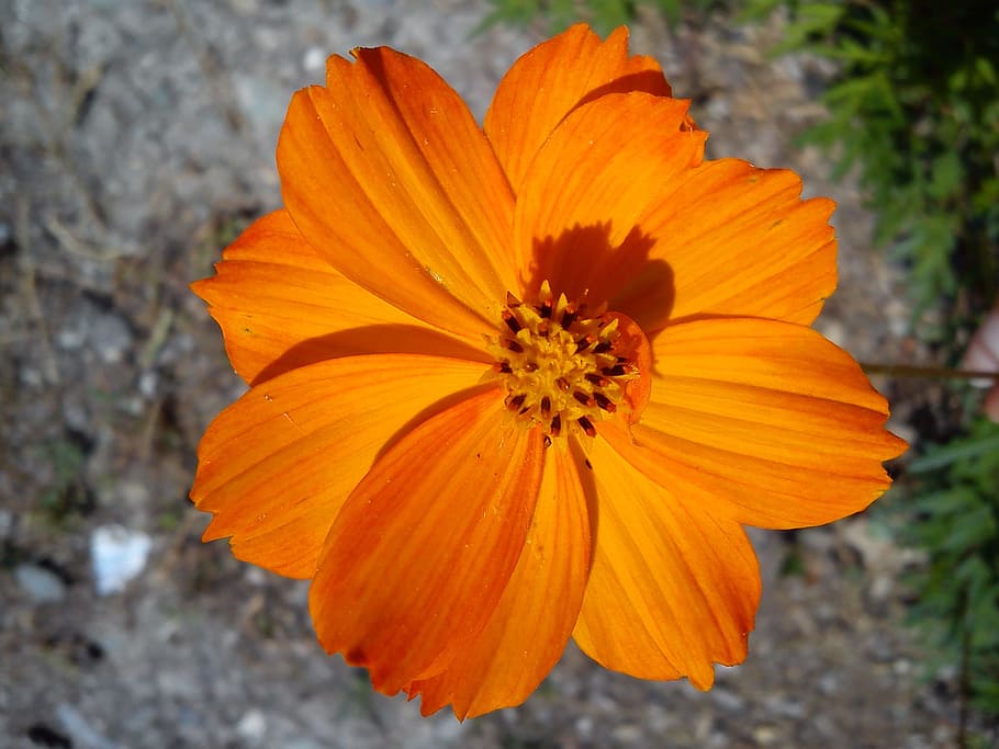 flower, orange, spring, flowering plant, flower head, beauty in nature HD wallpaper