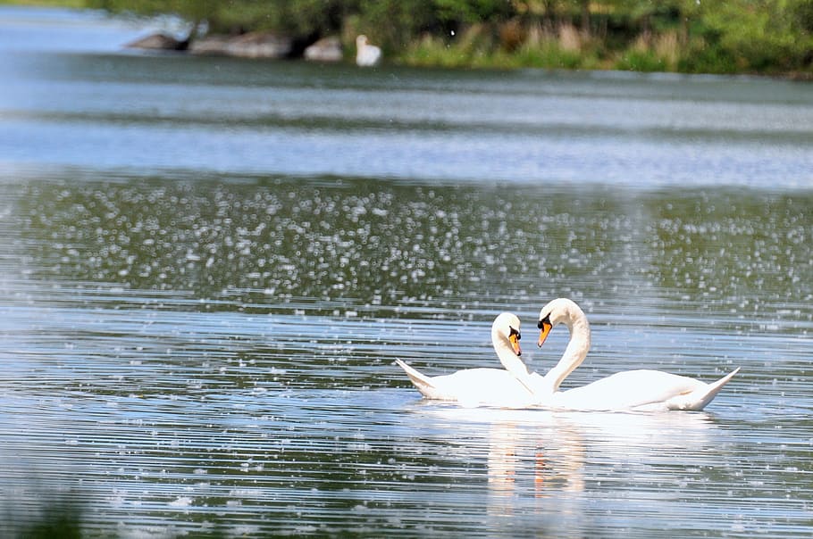Swans, Ponds, Ducks, Bird, Animals, nature, water, majestic HD wallpaper