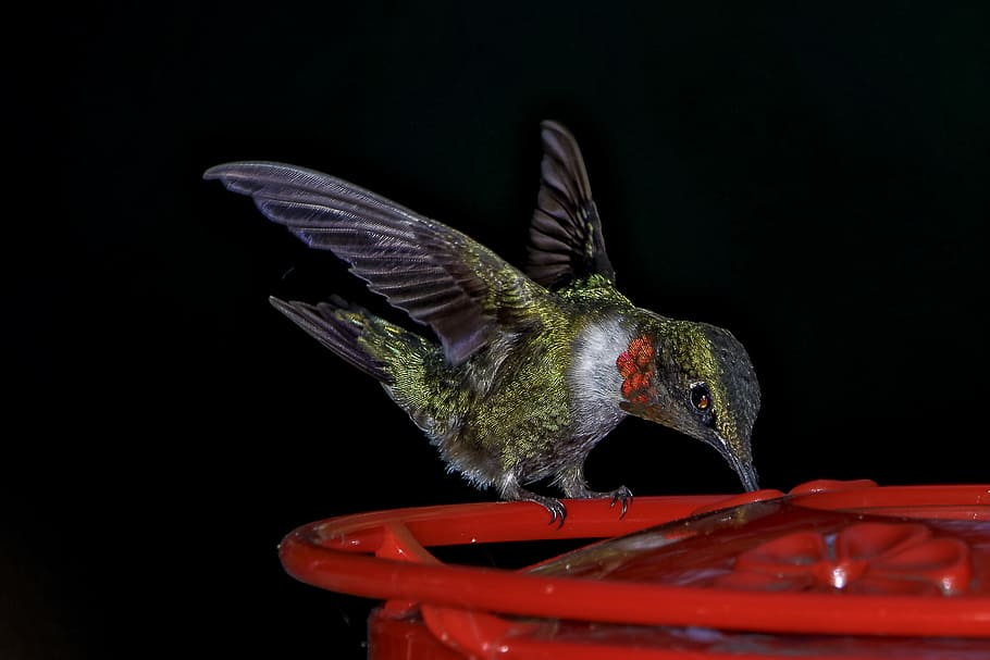 green and brown hummingbird on red plastic, black and green hummingbird perching on feeder HD wallpaper