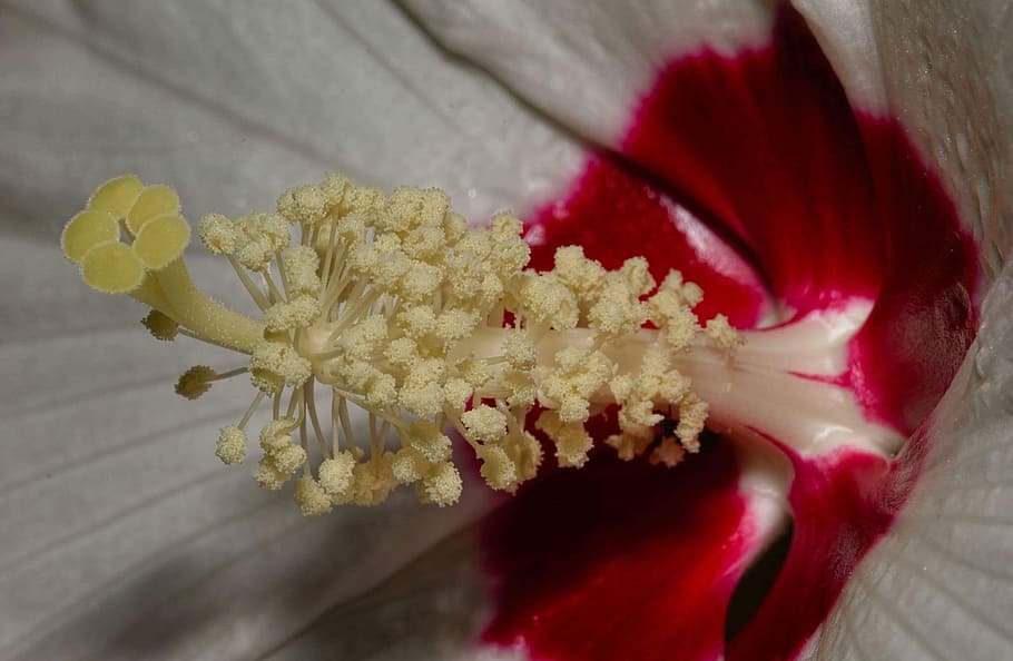 flower, postulate, red, flowering plant, close-up, freshness HD wallpaper