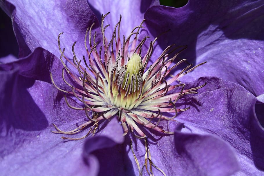 purple, flower, blossom, bloom, purple flower, nature, flower purple HD wallpaper
