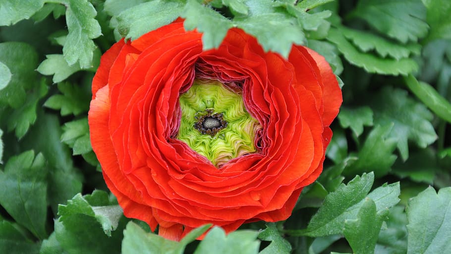 ranunculus, red goldilocks, flower, spring, nature, plant, freshness HD wallpaper