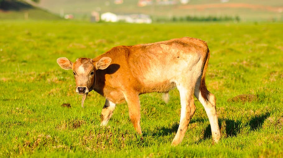 Cattle, Calf, Cow, Farm, Animal, mongolia, livestock, nature HD wallpaper