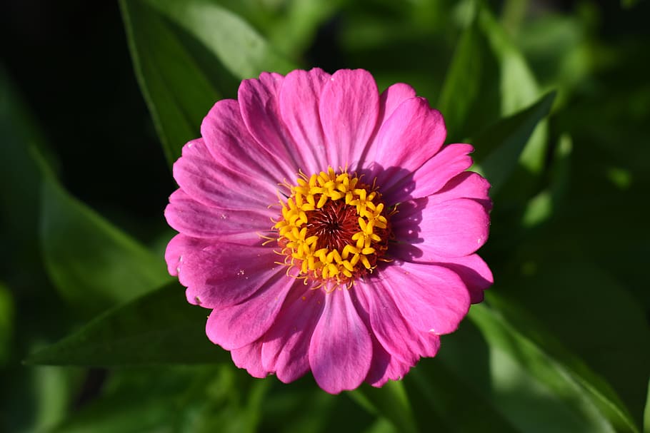 zinnia, pink, flower, flowering plant, freshness, inflorescence HD wallpaper