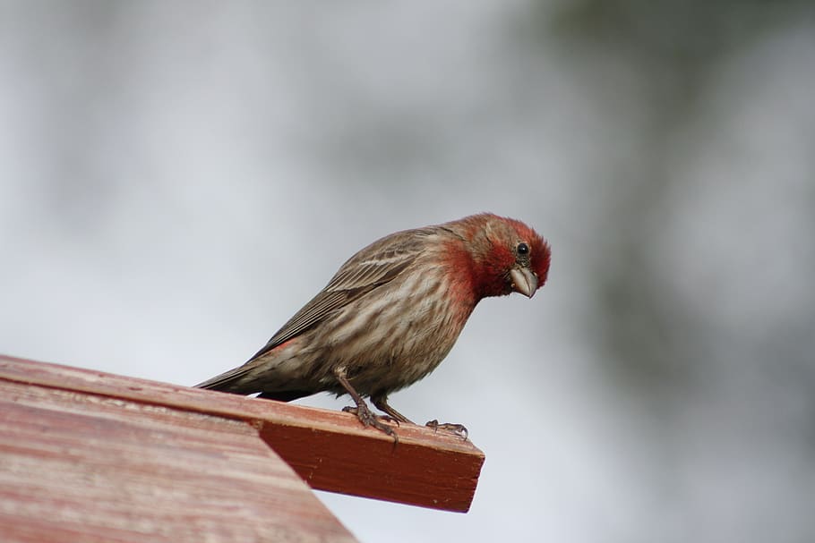 bird, nature, outdoors, male, male house finch, animal, wildlife, HD wallpaper