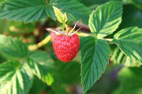 closeup photo of strawberry, Raspberry, Greens, Leaves, summer HD wallpaper