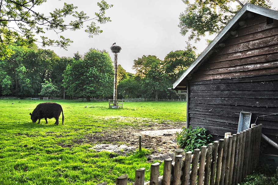 barn, cowshed, cattle, livestock, field, pasture, stork nest HD wallpaper