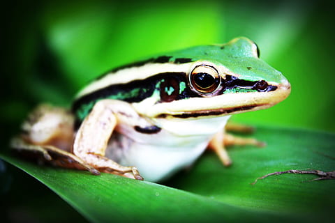 green and white frog on top of leaf, treefrog, amphibian, agalychnis callidryas HD wallpaper
