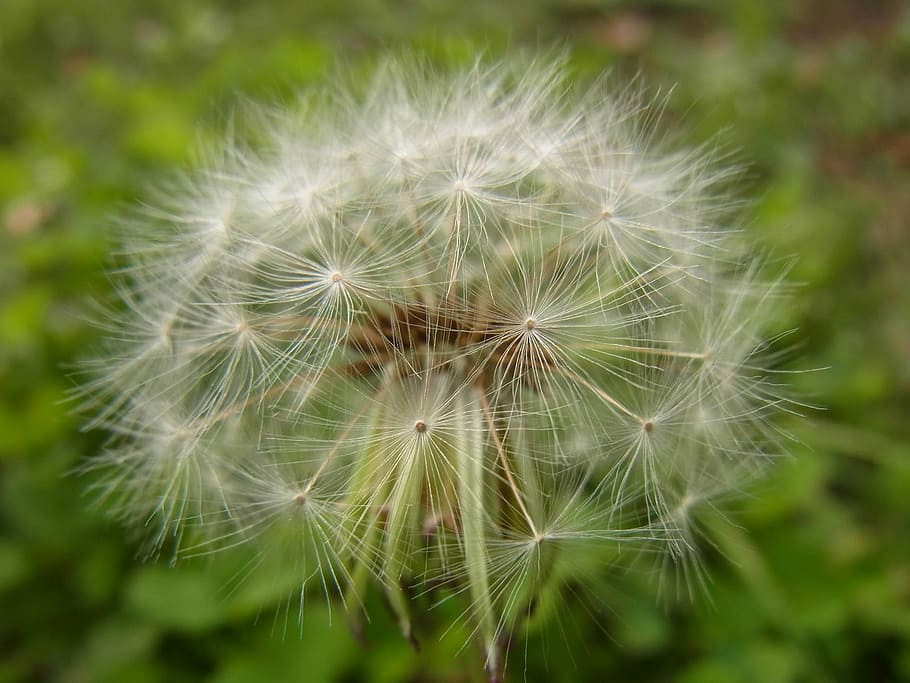dandelion, fluff, flowers, wild grass, close up, fragility HD wallpaper