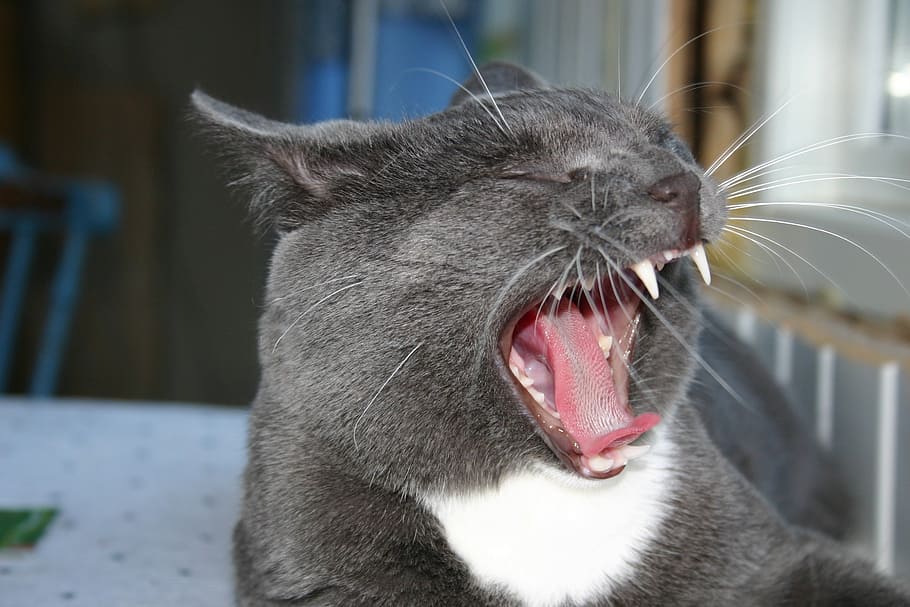 gray cat yawning on white surface, titus, kitten, animal, kitty HD wallpaper