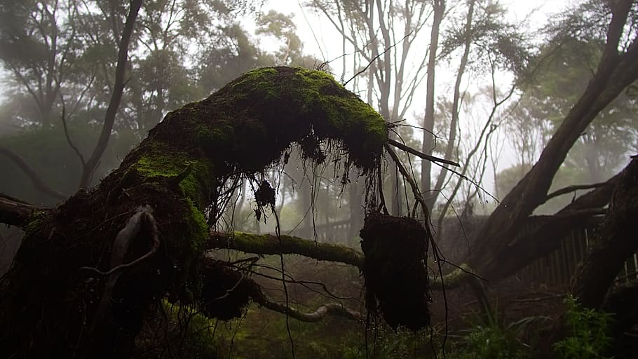 mist, forest, insect, wet, dark, undergrowth, trees, nature HD wallpaper