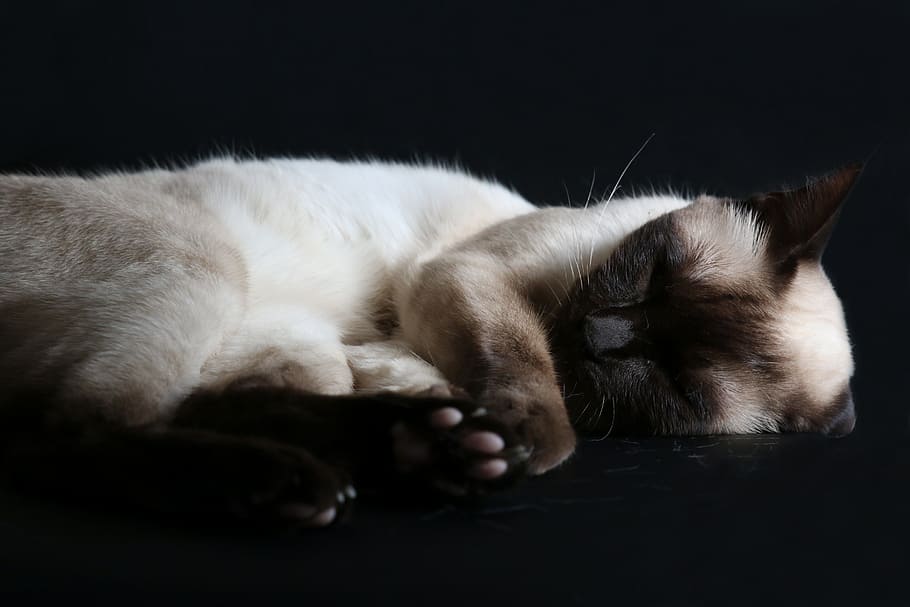 brown siamese cat, mammal, cute, pet, animal, sleeping, tired HD wallpaper