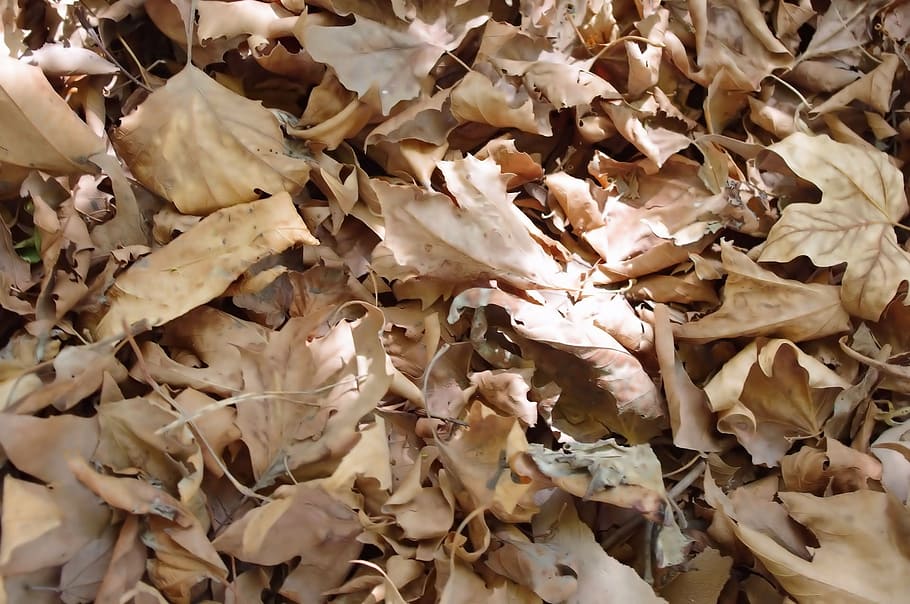 dry, leaves, background, fall, autumn, finished, end, season HD wallpaper