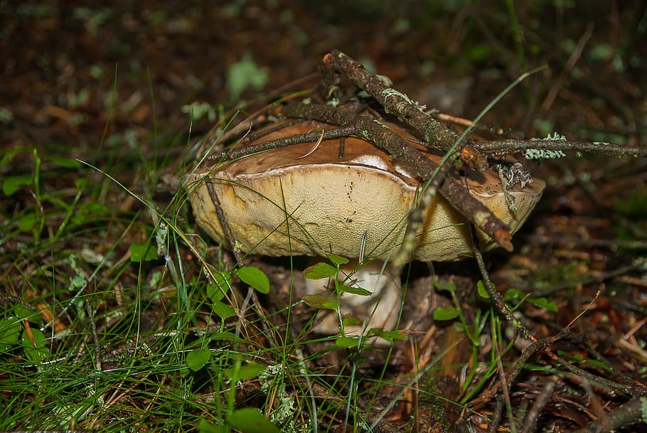 fungus, cep, forest, undergrowth, collection, animal themes HD wallpaper
