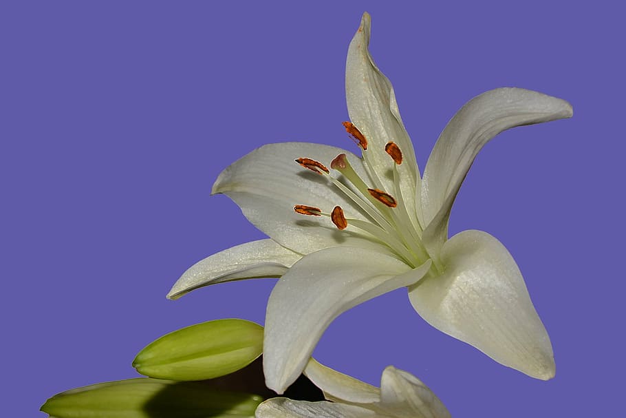 close-up photo of white lily in bloom, flower, macro, flora HD wallpaper