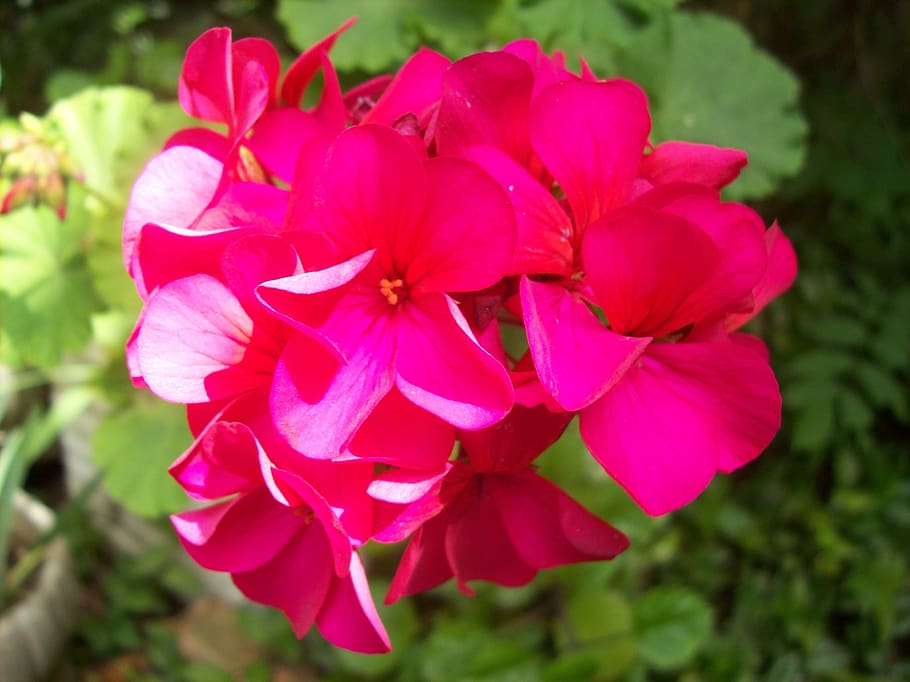 flowers, nature, plants, red, violet, spring, wall, flowering plant HD wallpaper