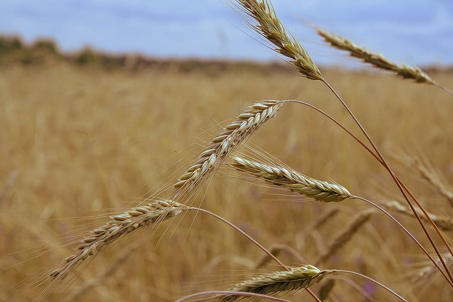 Rye, Field, Spikes, Harvest, Mature, nature, plant, summer HD wallpaper