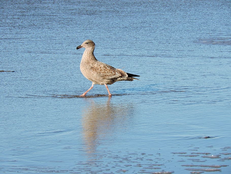 gull, herring, lesser black-backed, wading, coast, bird, seabird HD wallpaper