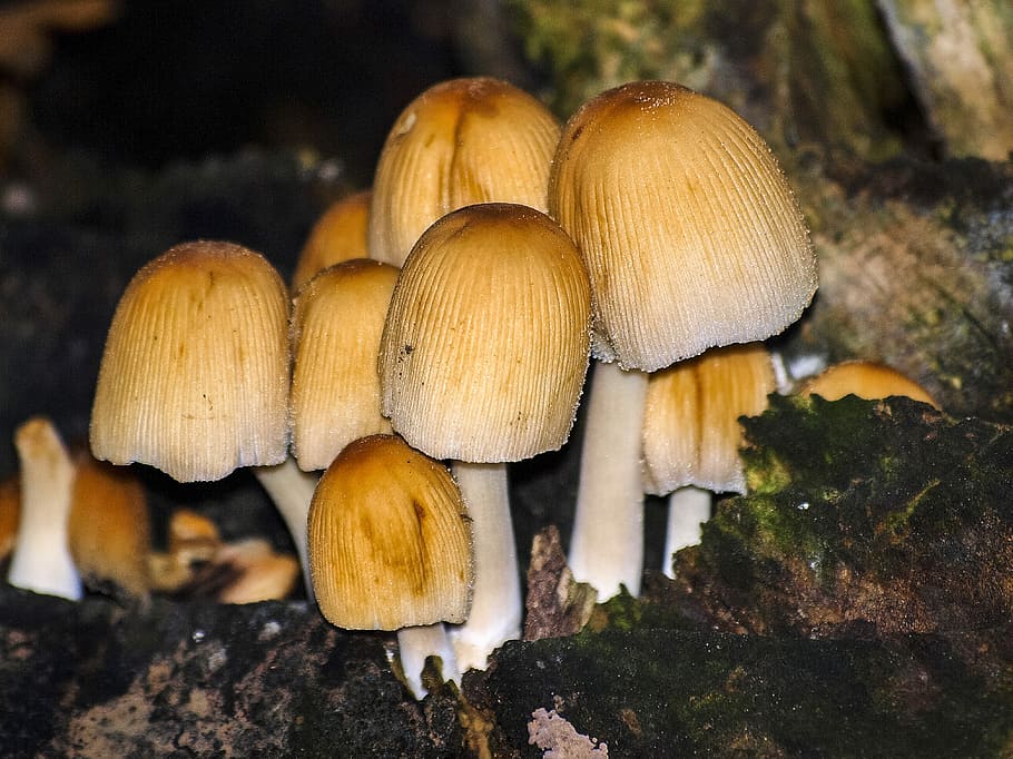 Mushroom, Nature, Forest, Autumn, fungus, food, close-up, brown HD wallpaper