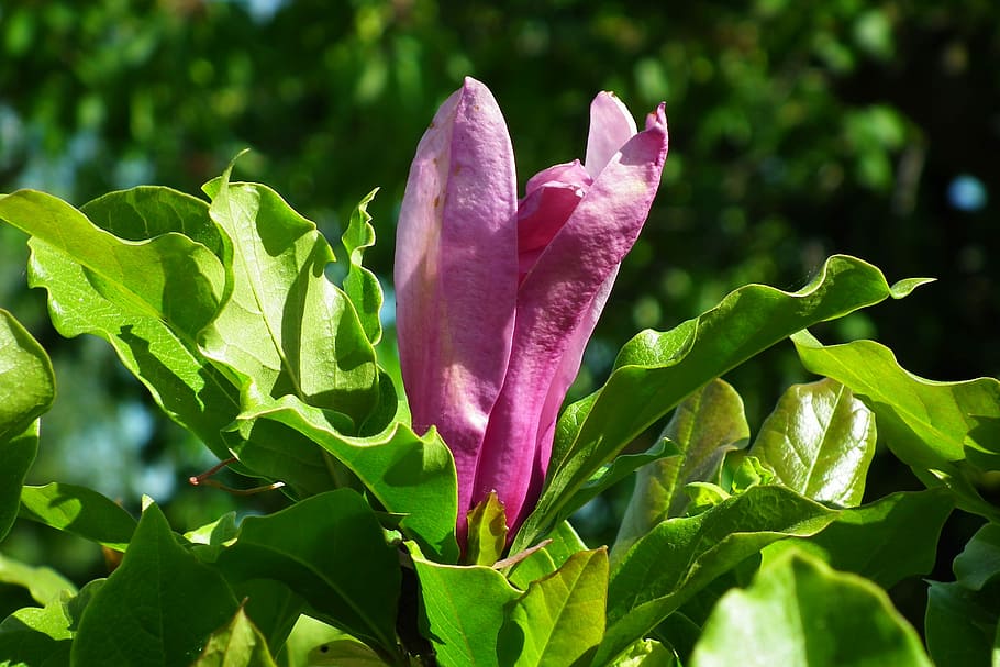 flower, tree, peony, spring, nature, garden, plant, plant part HD wallpaper
