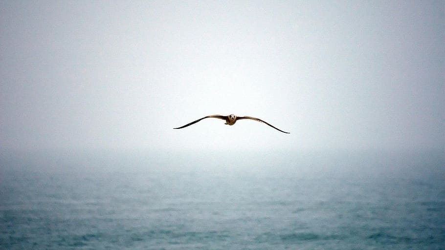 bird, fly, wings, animal, animal themes, animal wildlife, animals in the wild HD wallpaper